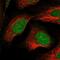 LSM11, U7 Small Nuclear RNA Associated antibody, PA5-58848, Invitrogen Antibodies, Immunofluorescence image 
