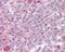 Kruppel Like Factor 4 antibody, 48-521, ProSci, Immunohistochemistry paraffin image 