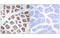 Mitochondrial Ribosomal Protein S18C antibody, MBS5302098, MyBioSource, Immunohistochemistry paraffin image 