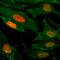 Histone H3 antibody, NBP2-61542, Novus Biologicals, Immunocytochemistry image 