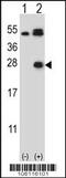 Neurosin antibody, 62-247, ProSci, Western Blot image 