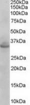 Syntaxin 1A antibody, TA303051, Origene, Western Blot image 