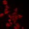 Laforin antibody, LS-C668546, Lifespan Biosciences, Immunofluorescence image 