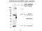 Growth Differentiation Factor 15 antibody, TA319182, Origene, Western Blot image 