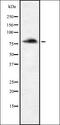 Protein enabled homolog antibody, orb337164, Biorbyt, Western Blot image 