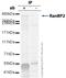 RBP2 antibody, ab64276, Abcam, Immunoprecipitation image 