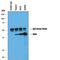 Mevalonate Kinase antibody, AF8516, R&D Systems, Immunoprecipitation image 