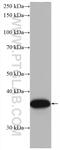 OCIA Domain Containing 1 antibody, 66698-1-Ig, Proteintech Group, Western Blot image 
