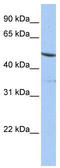 Pc4 antibody, TA335014, Origene, Western Blot image 