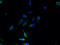 Transmembrane Protein 159 antibody, A51157-100, Epigentek, Immunofluorescence image 