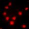 2'-5'-Oligoadenylate Synthetase 1 antibody, orb78226, Biorbyt, Immunofluorescence image 
