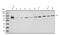YTH Domain Containing 1 antibody, A06172-1, Boster Biological Technology, Western Blot image 