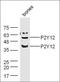Purinergic Receptor P2Y12 antibody, orb158082, Biorbyt, Western Blot image 