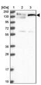 Golgin subfamily A member 3 antibody, PA5-59041, Invitrogen Antibodies, Western Blot image 