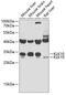 Kallikrein Related Peptidase 10 antibody, GTX33280, GeneTex, Western Blot image 