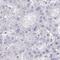 Coiled-Coil Domain Containing 142 antibody, HPA056946, Atlas Antibodies, Immunohistochemistry paraffin image 