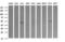 Tripartite Motif Containing 38 antibody, TA505964BM, Origene, Western Blot image 