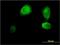 Inhibitor Of Growth Family Member 3 antibody, H00054556-M02, Novus Biologicals, Immunocytochemistry image 