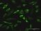 RGN antibody, H00009104-M04, Novus Biologicals, Immunocytochemistry image 