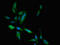 TBC1 Domain Family Member 4 antibody, orb401240, Biorbyt, Immunofluorescence image 