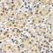 Inhibitor Of DNA Binding 3, HLH Protein antibody, A01379, Boster Biological Technology, Immunohistochemistry frozen image 