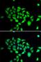 Dipeptidyl Peptidase 8 antibody, LS-C346237, Lifespan Biosciences, Immunofluorescence image 