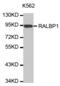 RalA Binding Protein 1 antibody, abx000767, Abbexa, Western Blot image 