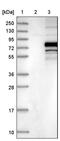 Uncharacterized glycosyltransferase AGO61 antibody, PA5-57085, Invitrogen Antibodies, Western Blot image 