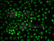 U2 Small Nuclear RNA Auxiliary Factor 2 antibody, A1936, ABclonal Technology, Immunofluorescence image 