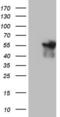 Angiopoietin Like 1 antibody, LS-C790668, Lifespan Biosciences, Western Blot image 