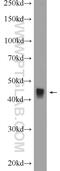 Protein Tob2 antibody, 13607-1-AP, Proteintech Group, Western Blot image 