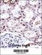 Forkhead Box D1 antibody, OAAB10686, Aviva Systems Biology, Immunohistochemistry paraffin image 