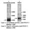 Platelet Derived Growth Factor C antibody, MBS416784, MyBioSource, Western Blot image 