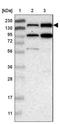 Sterile alpha motif domain-containing protein 9-like antibody, NBP1-91241, Novus Biologicals, Western Blot image 