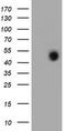 Forkhead Box I1 antibody, TA800142, Origene, Western Blot image 