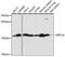 Ribosomal Protein S14 antibody, 22-441, ProSci, Immunohistochemistry paraffin image 