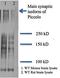 Piccolo Presynaptic Cytomatrix Protein antibody, orb67376, Biorbyt, Western Blot image 
