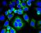 Calponin 1 antibody, NBP2-67401, Novus Biologicals, Immunofluorescence image 