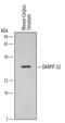 Protein phosphatase 1 regulatory subunit 1B antibody, MAB4230, R&D Systems, Western Blot image 