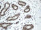Splicing Factor 3a Subunit 1 antibody, LS-C175399, Lifespan Biosciences, Immunohistochemistry frozen image 