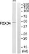 Forkhead Box D4 antibody, PA5-39170, Invitrogen Antibodies, Western Blot image 
