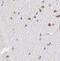 NK1 Homeobox 2 antibody, FNab05749, FineTest, Immunohistochemistry frozen image 