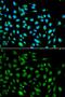 Inhibitor of growth protein 3 antibody, GTX54356, GeneTex, Immunofluorescence image 