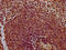 Chondrolectin antibody, LS-C680275, Lifespan Biosciences, Immunohistochemistry paraffin image 