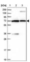 Protein Disulfide Isomerase Like, Testis Expressed antibody, NBP1-80933, Novus Biologicals, Western Blot image 