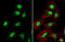 Chromosome Segregation 1 Like antibody, GTX103005, GeneTex, Immunocytochemistry image 