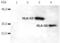 Major Histocompatibility Complex, Class I, G antibody, LS-C46094, Lifespan Biosciences, Western Blot image 