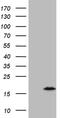Chromosome 4 Open Reading Frame 36 antibody, MA5-26968, Invitrogen Antibodies, Western Blot image 