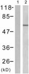 Docking Protein 2 antibody, TA322810, Origene, Western Blot image 