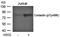 Src substrate protein p85 antibody, orb14955, Biorbyt, Western Blot image 